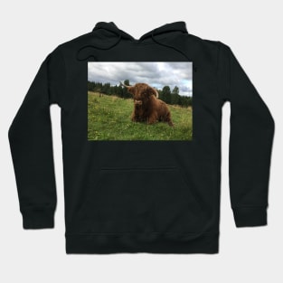 Scottish Highland Cattle Bull 1513 Hoodie